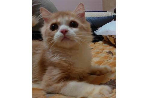 成約済の愛知県のスコティッシュフォールド-17869の1枚目
