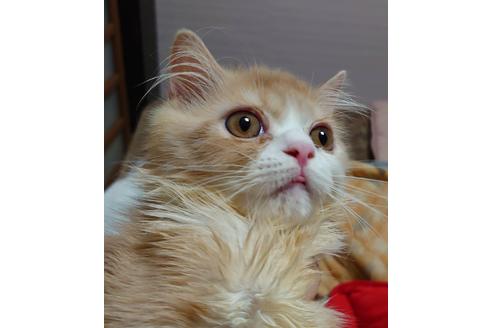 成約済の愛知県のスコティッシュフォールド-17869の5枚目