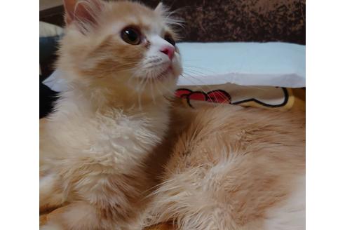 成約済の愛知県のスコティッシュフォールド-17869の4枚目