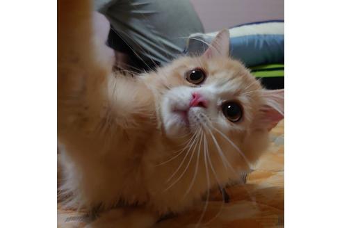 成約済の愛知県のスコティッシュフォールド-17869の3枚目