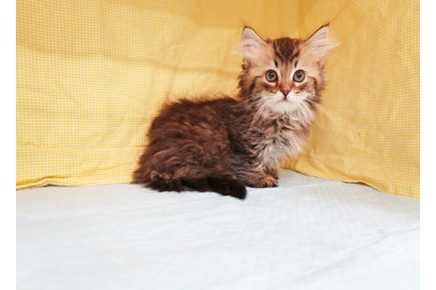 成約済の東京都のマンチカン-20187の2枚目