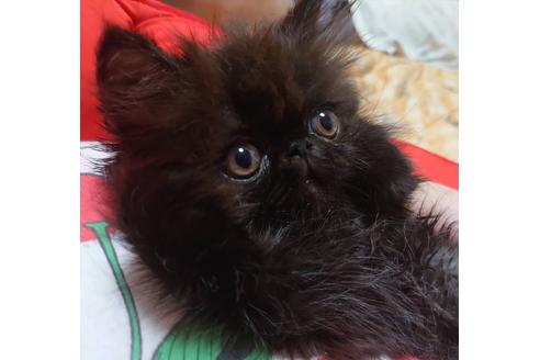 成約済の愛知県のペルシャ-20059の2枚目