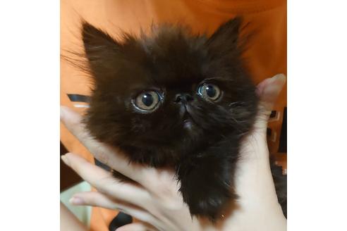 成約済の愛知県のペルシャ-20059の3枚目