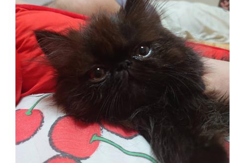 成約済の愛知県のペルシャ-20059の4枚目