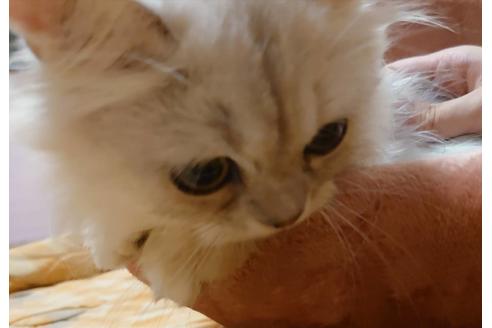 成約済の愛知県のペルシャ(チンチラ)-20060の1枚目