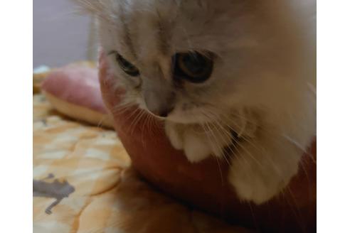 成約済の愛知県のペルシャ(チンチラ)-20060の4枚目