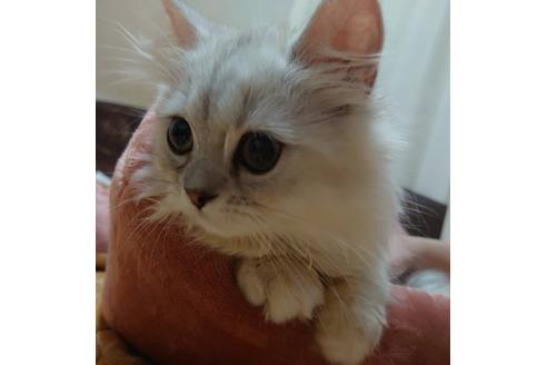 成約済の愛知県のペルシャ(チンチラ)-20060の5枚目