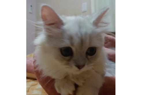成約済の愛知県のペルシャ(チンチラ)-20060の2枚目