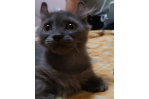 成約済の愛知県のマンチカン-20061の1枚目