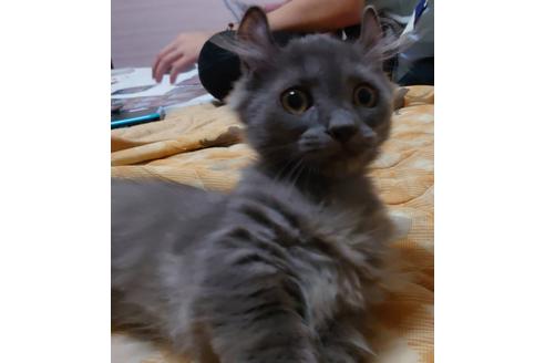 成約済の愛知県のマンチカン-20061の5枚目