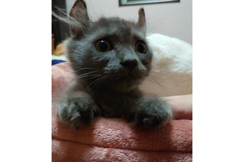 成約済の愛知県のマンチカン-20061の2枚目