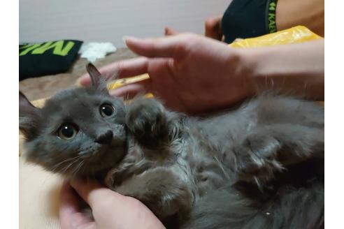 成約済の愛知県のマンチカン-20061の3枚目