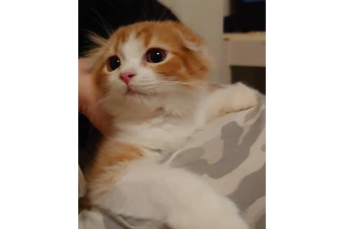 成約済の愛知県のスコティッシュフォールド-20062の1枚目