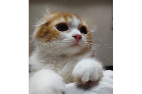 成約済の愛知県のスコティッシュフォールド-20062の5枚目