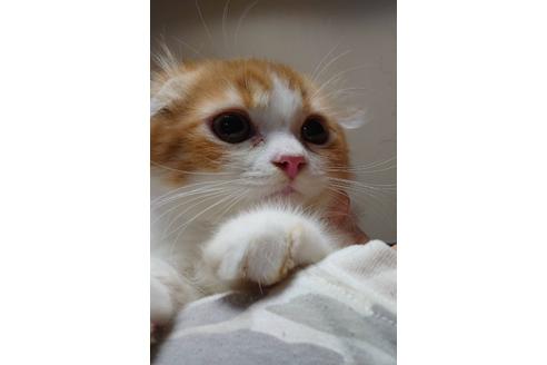 成約済の愛知県のスコティッシュフォールド-20062の4枚目