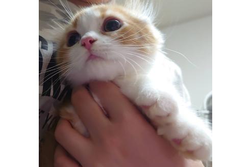 成約済の愛知県のスコティッシュフォールド-20062の3枚目