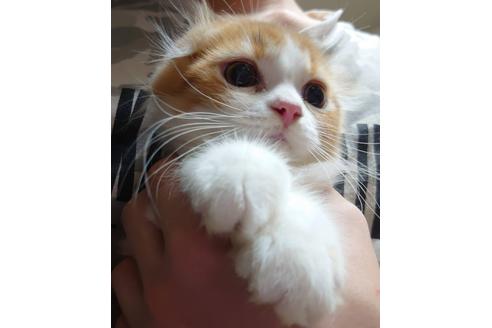 成約済の愛知県のスコティッシュフォールド-20062の2枚目