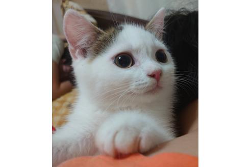 成約済の愛知県のスコティッシュフォールド-20063の3枚目