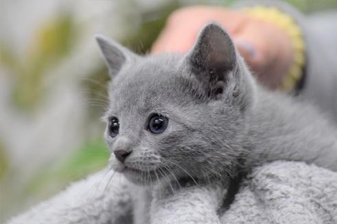 大阪府のロシアンブルー 男の子 21 11 生まれ お年玉セールとして お安くご案内 子猫id 184 子猫ブリーダーナビ 大阪府のロシアンブルー 男の子 21 11 生まれ お年玉セールとして お安くご案内 子猫id 184 子猫ブリーダーナビ