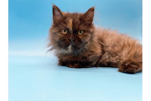 成約済の東京都のミヌエット-20242の19枚目