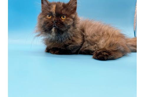 成約済の東京都のミヌエット-20242の24枚目