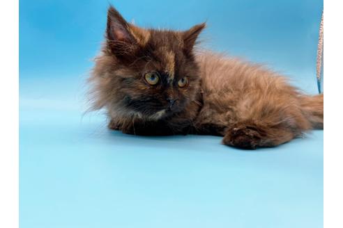 成約済の東京都のミヌエット-20242の23枚目