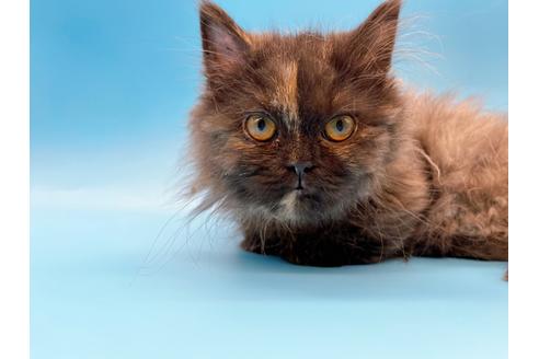 成約済の東京都のミヌエット-20242の22枚目