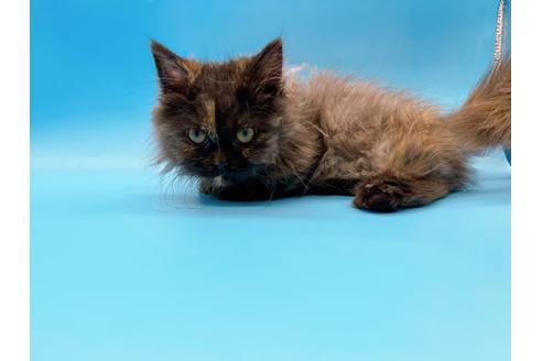 成約済の東京都のミヌエット-20242の21枚目