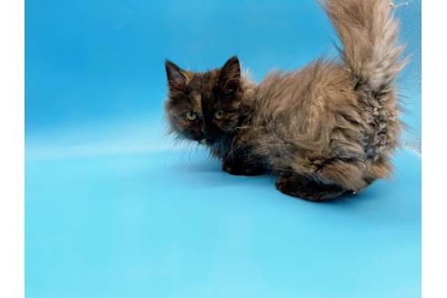 成約済の東京都のミヌエット-20242の18枚目