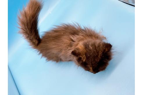 成約済の東京都のミヌエット-20242の16枚目