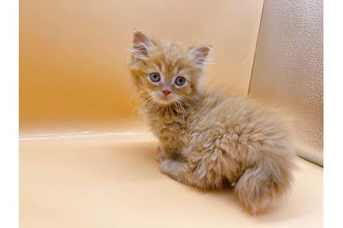 成約済の東京都のマンチカン-20251の4枚目