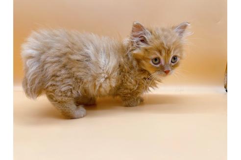 成約済の東京都のマンチカン-20251の6枚目