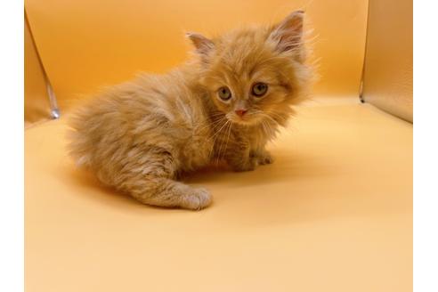 成約済の東京都のマンチカン-20251の2枚目