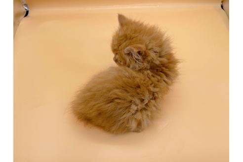 成約済の東京都のマンチカン-20251の3枚目