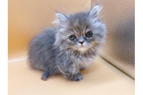 成約済の東京都のマンチカン-20250の13枚目