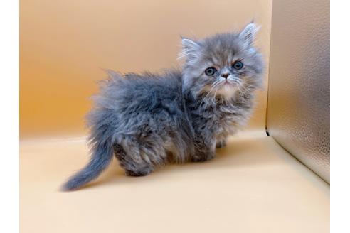 成約済の東京都のマンチカン-20250