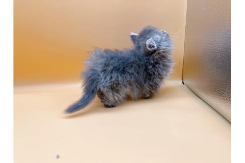 成約済の東京都のマンチカン-20250の8枚目