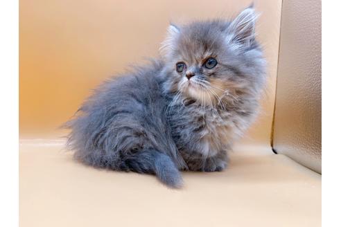 成約済の東京都のマンチカン-20250の9枚目