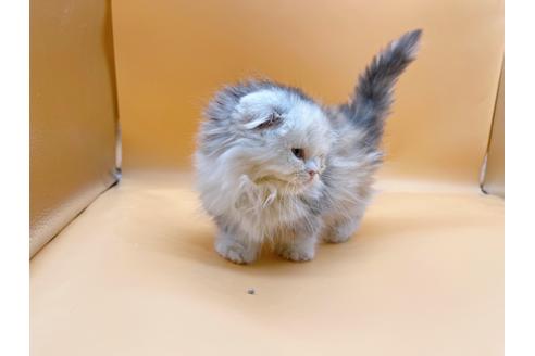 成約済の東京都のマンチカン-20249の6枚目