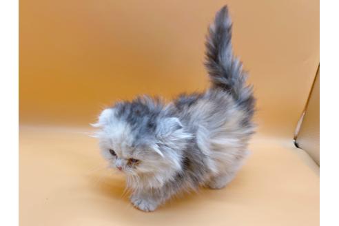 成約済の東京都のマンチカン-20249の7枚目