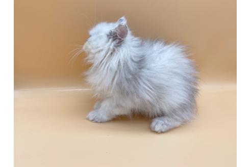 成約済の東京都のペルシャ-20248の3枚目