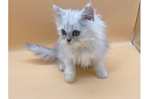 成約済の東京都のペルシャ-20248の5枚目