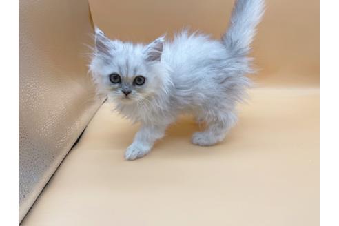 成約済の東京都のペルシャ-20248の2枚目