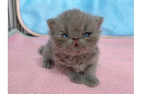 成約済の東京都のエキゾチックショートヘア-19915の4枚目