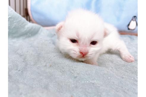 成約済の東京都のマンチカン-19916の2枚目