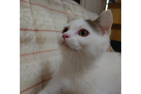 成約済の愛知県のスコティッシュフォールド-20063の2枚目