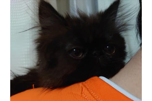 成約済の愛知県のペルシャ-20059の5枚目