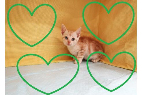 成約済の東京都のアメリカンショートヘア-20278の1枚目