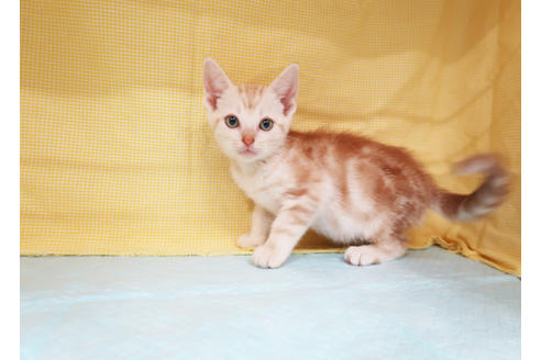 成約済の東京都のアメリカンショートヘア-20278の3枚目