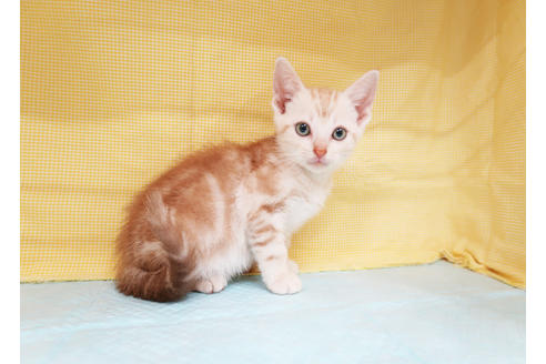 成約済の東京都のアメリカンショートヘア-20278の2枚目